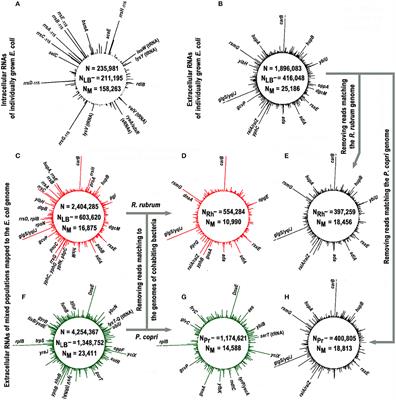 Suppression of Escherichia coli Growth Dynamics via RNAs Secreted by Competing Bacteria